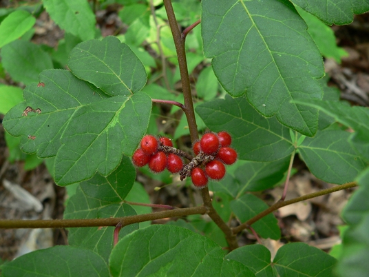 {Rhus aromatica}